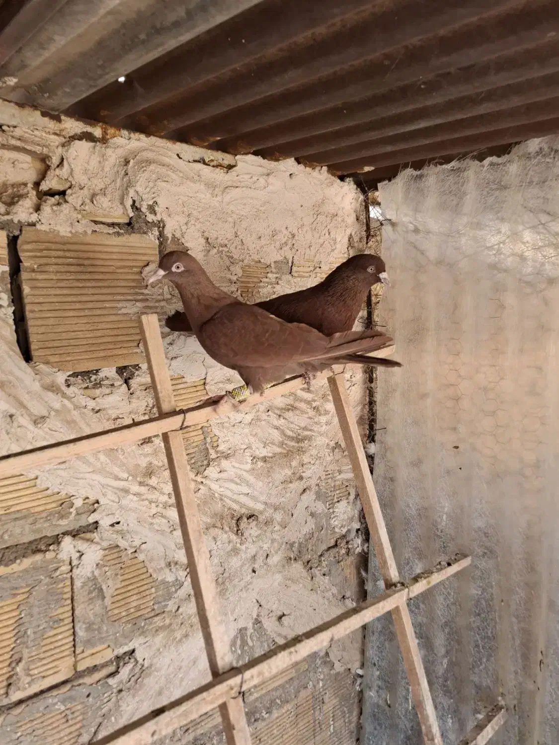 کبوتر|پرنده|تاکستان, |دیوار