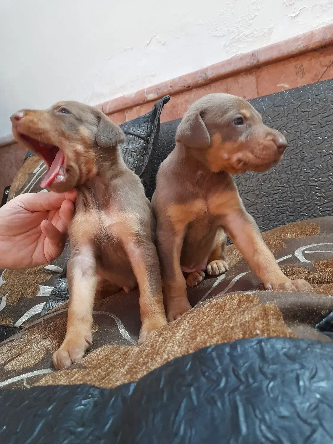 دوبرمن اصیل|سگ|مشهد, دانشجو|دیوار