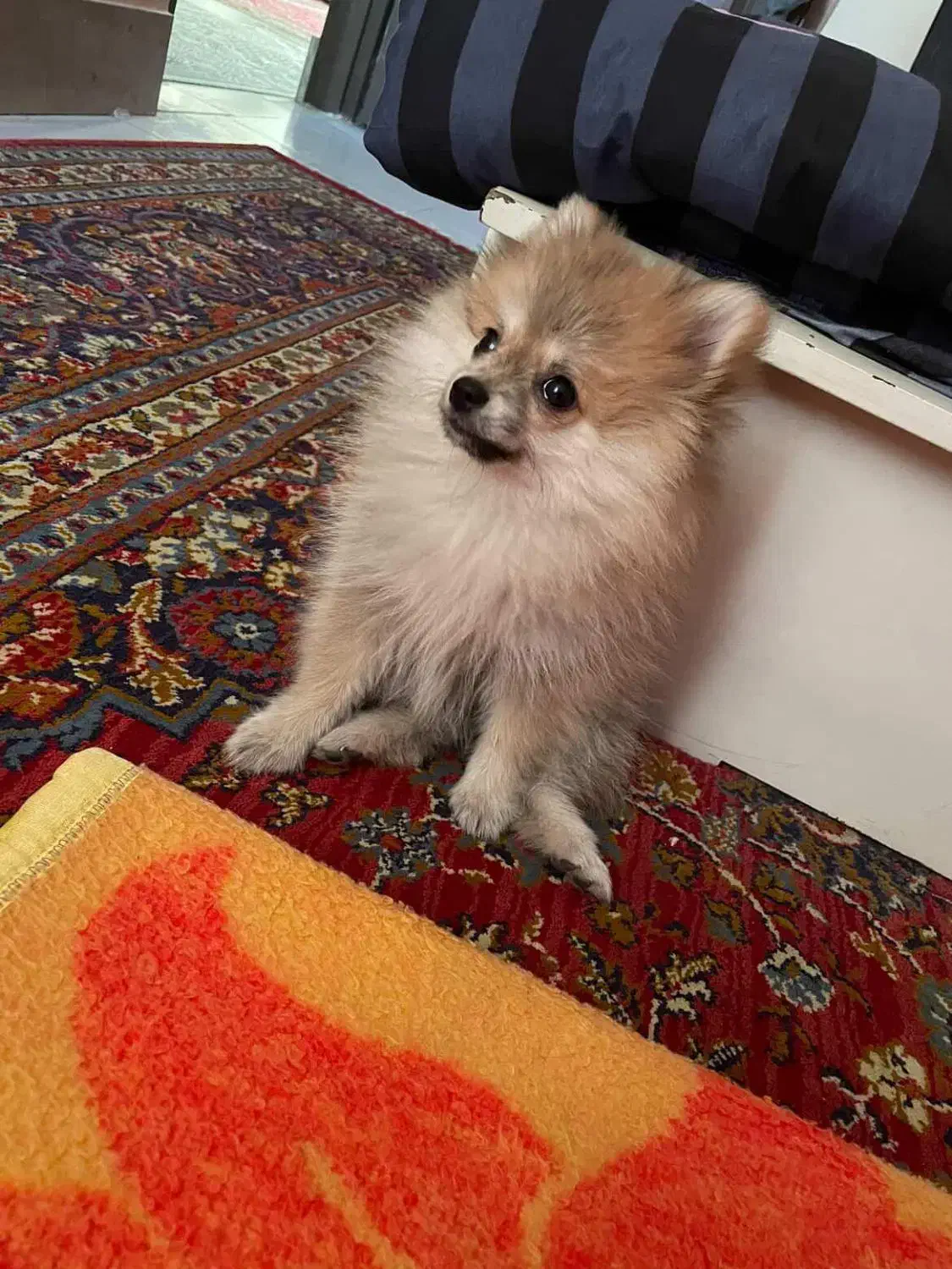 سگ پامر پرتغالی روباهی|سگ|شیروان (خراسان), |دیوار