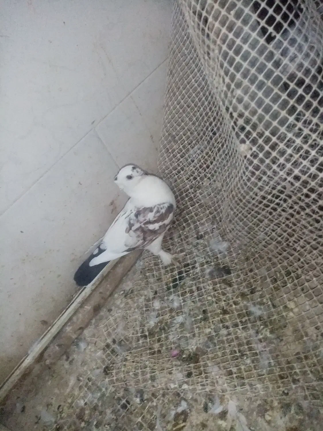 کفتر گرفتنی پرشی و یاهو دونه 80 یکلام بلوتوث و جک|پرنده|قم, هفت تیر|دیوار