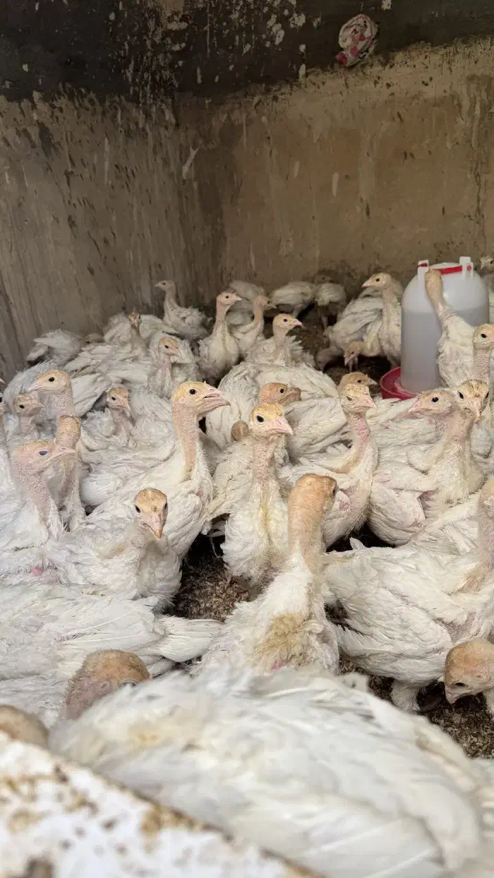 نیمچه بوقلمون بیوتی|حیوانات مزرعه|آباده, |دیوار