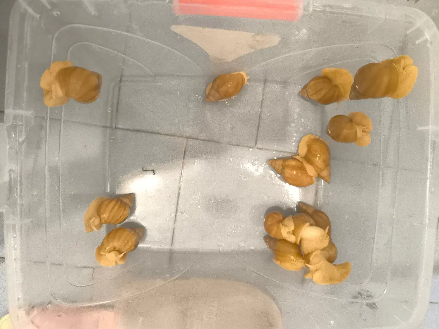 حلزون اچاتینا|خزنده|تهران, حکیمیه|دیوار