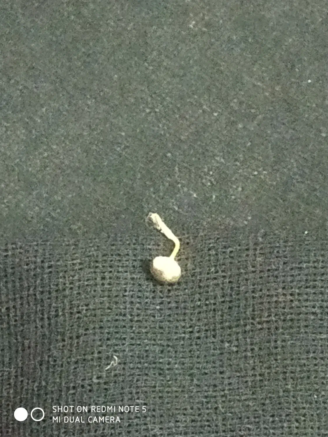 پولوک طلا|جواهرات|زاهدان, |دیوار