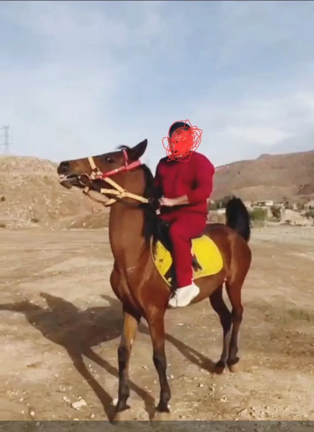 اسب مادیون|اسب و تجهیزات اسب‌سواری|اهواز, زندوکیلی|دیوار