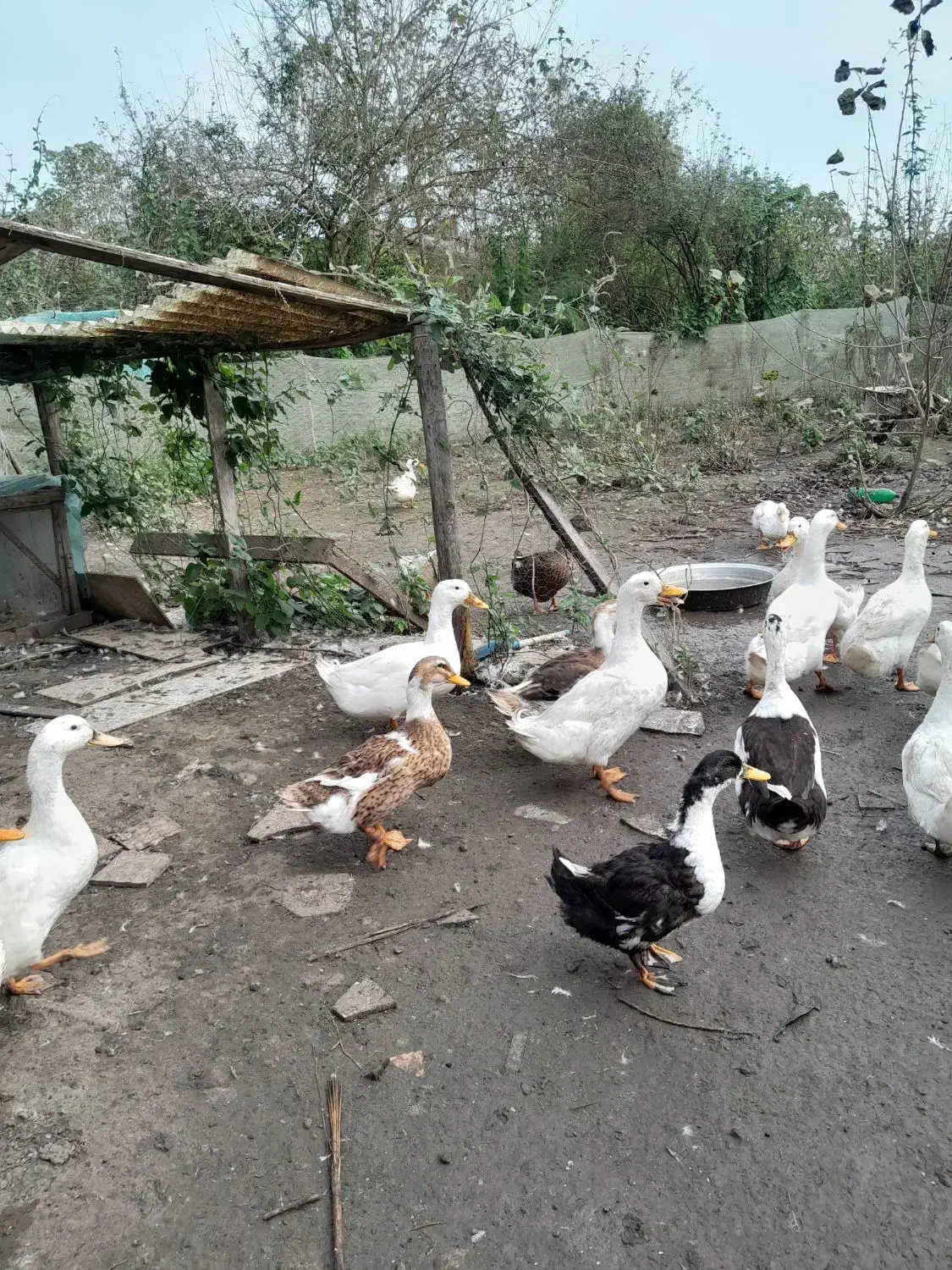 اردک گوشتی|حیوانات مزرعه|رشت, فخب|دیوار