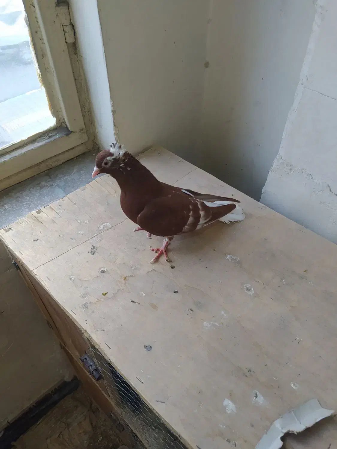 کبوتر|پرنده|مشهد, ابوذر|دیوار