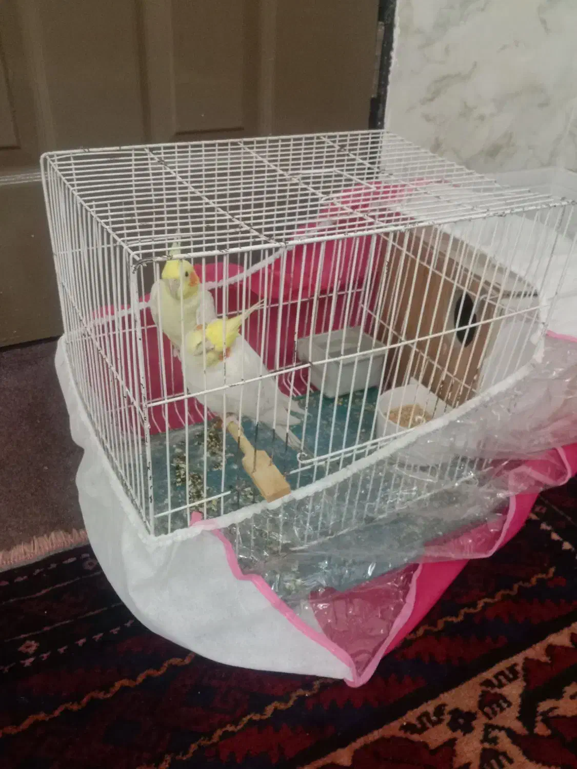 عروس هلندی|پرنده|بیرجند, |دیوار