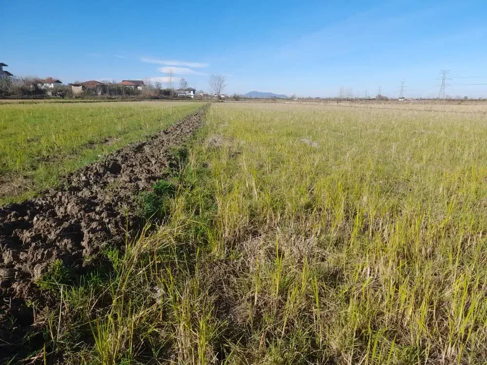 فروش زمین|فروش زمین و ملک کلنگی|کلاچای, |دیوار