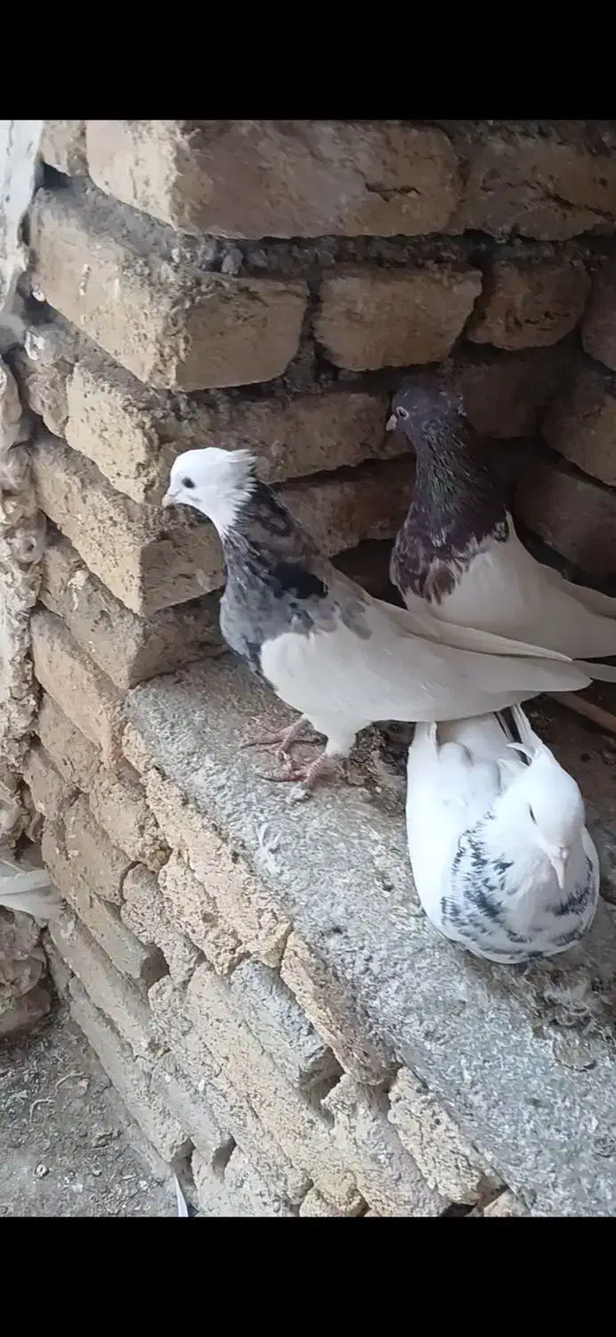 فروش چند جفت طوقی کرمانشاهی|پرنده|سمیرم, |دیوار