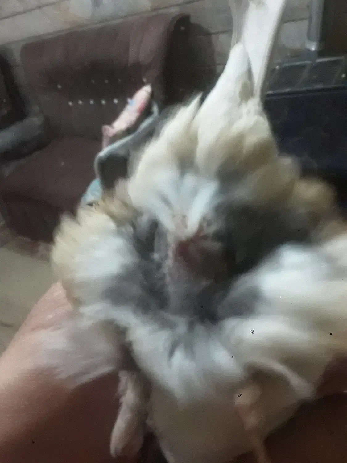 ماده قناری|پرنده|خمینی‌شهر, |دیوار