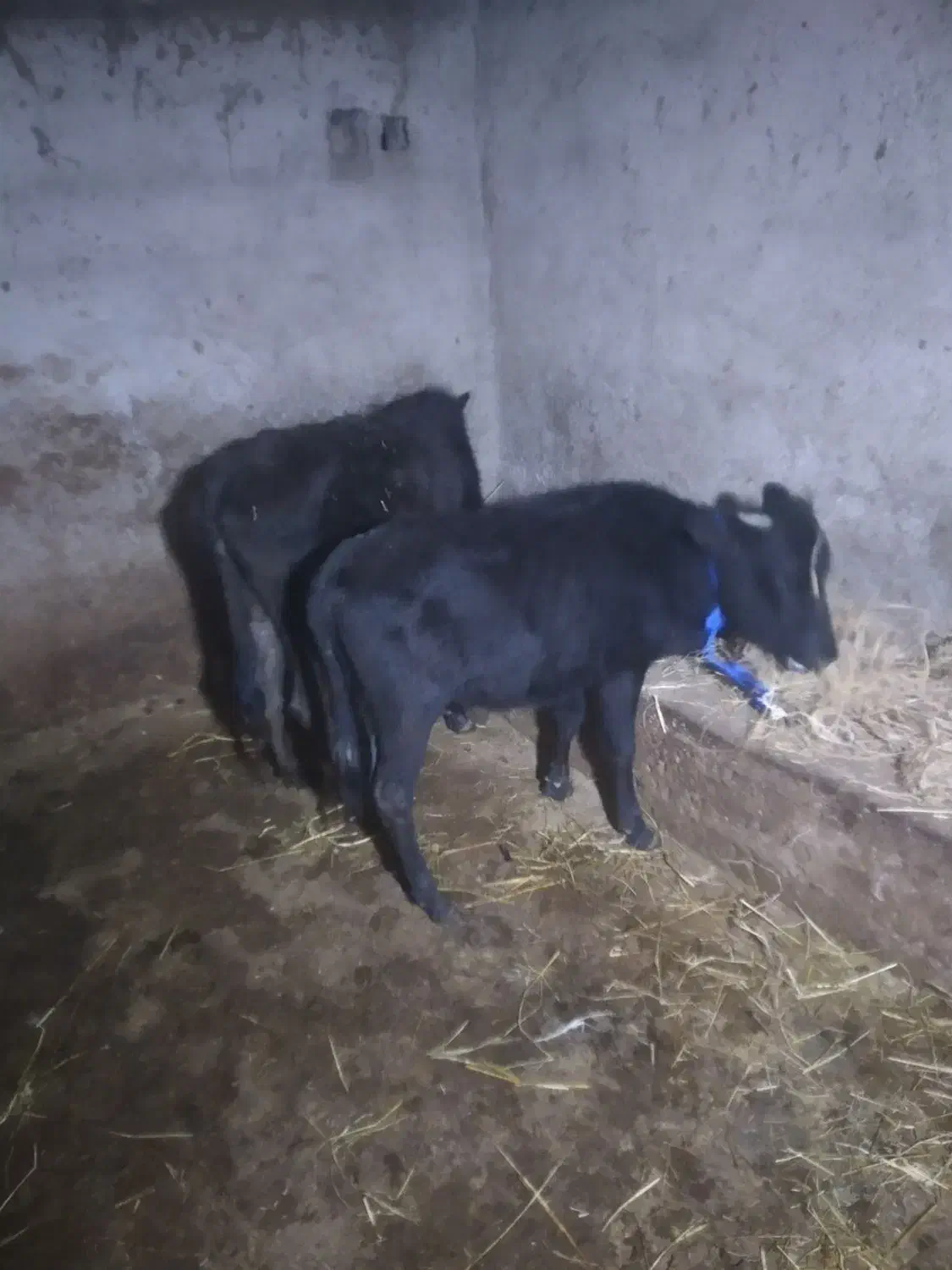 ۴ راس گوساله نر و ماده گاو|حیوانات مزرعه|رشت, بازار|دیوار