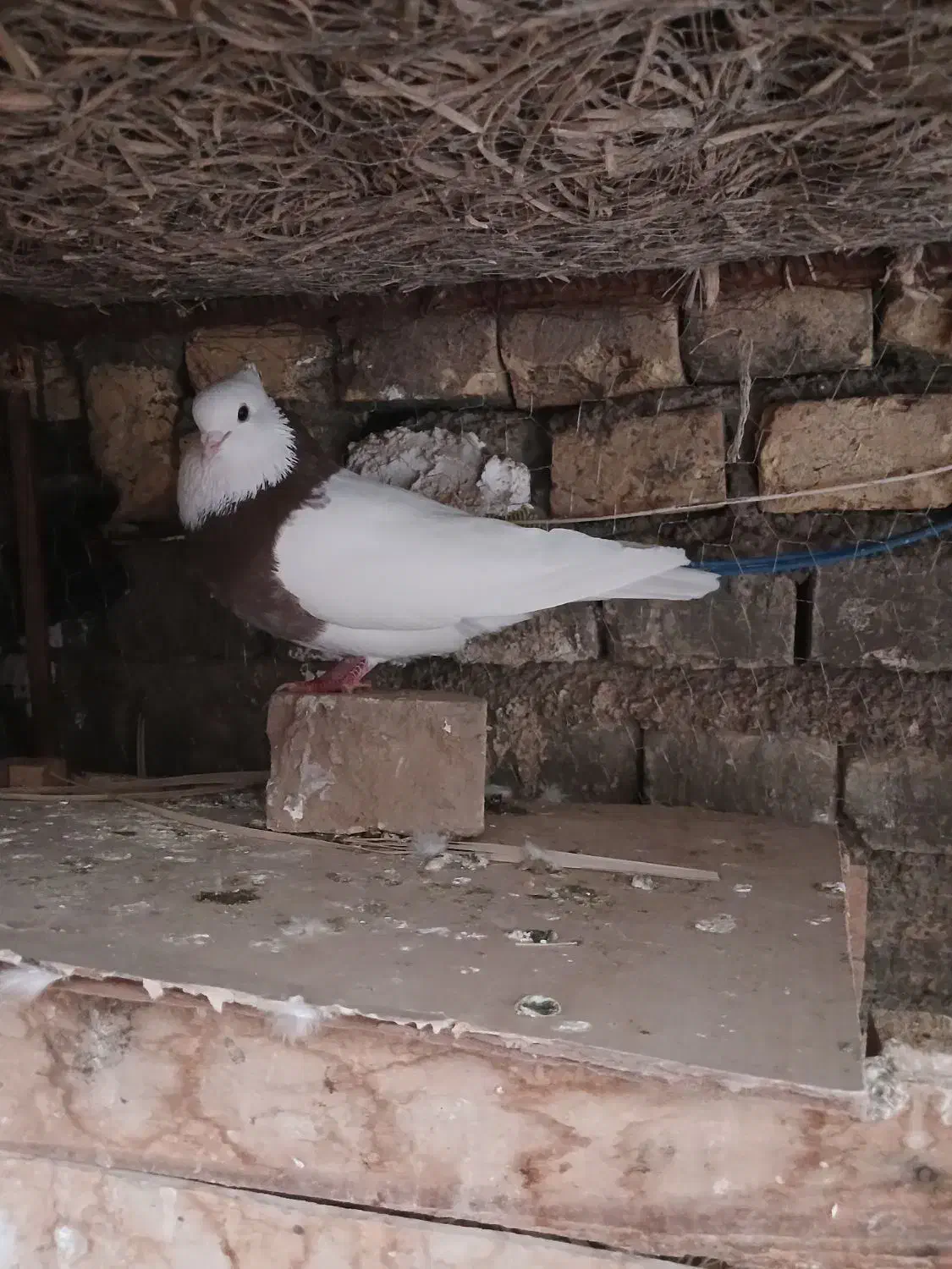 طوقی|پرنده|بافق, |دیوار