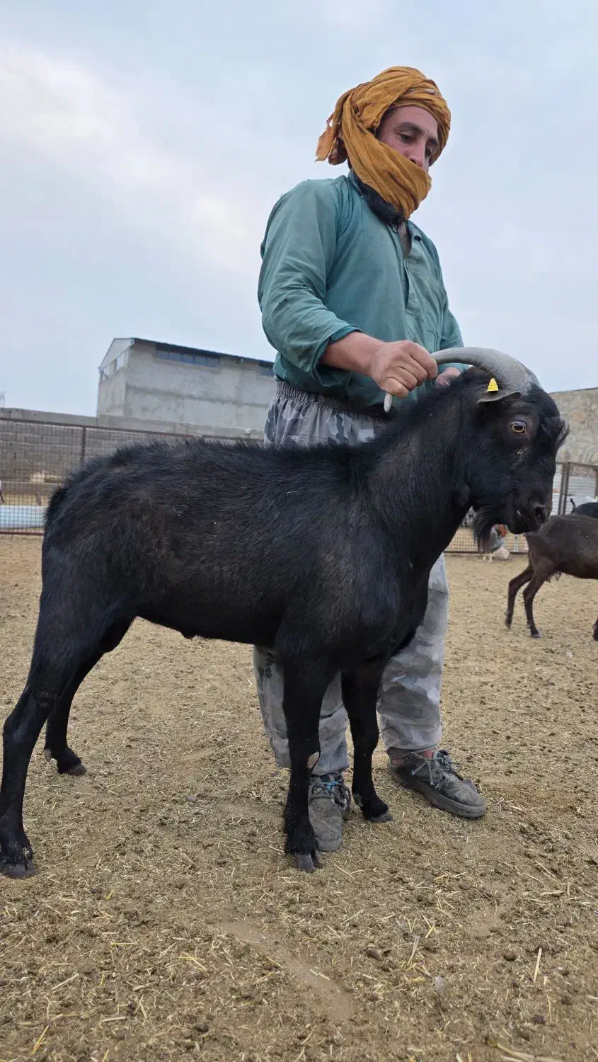 نر بز مورسیا|حیوانات مزرعه|سمنان, |دیوار