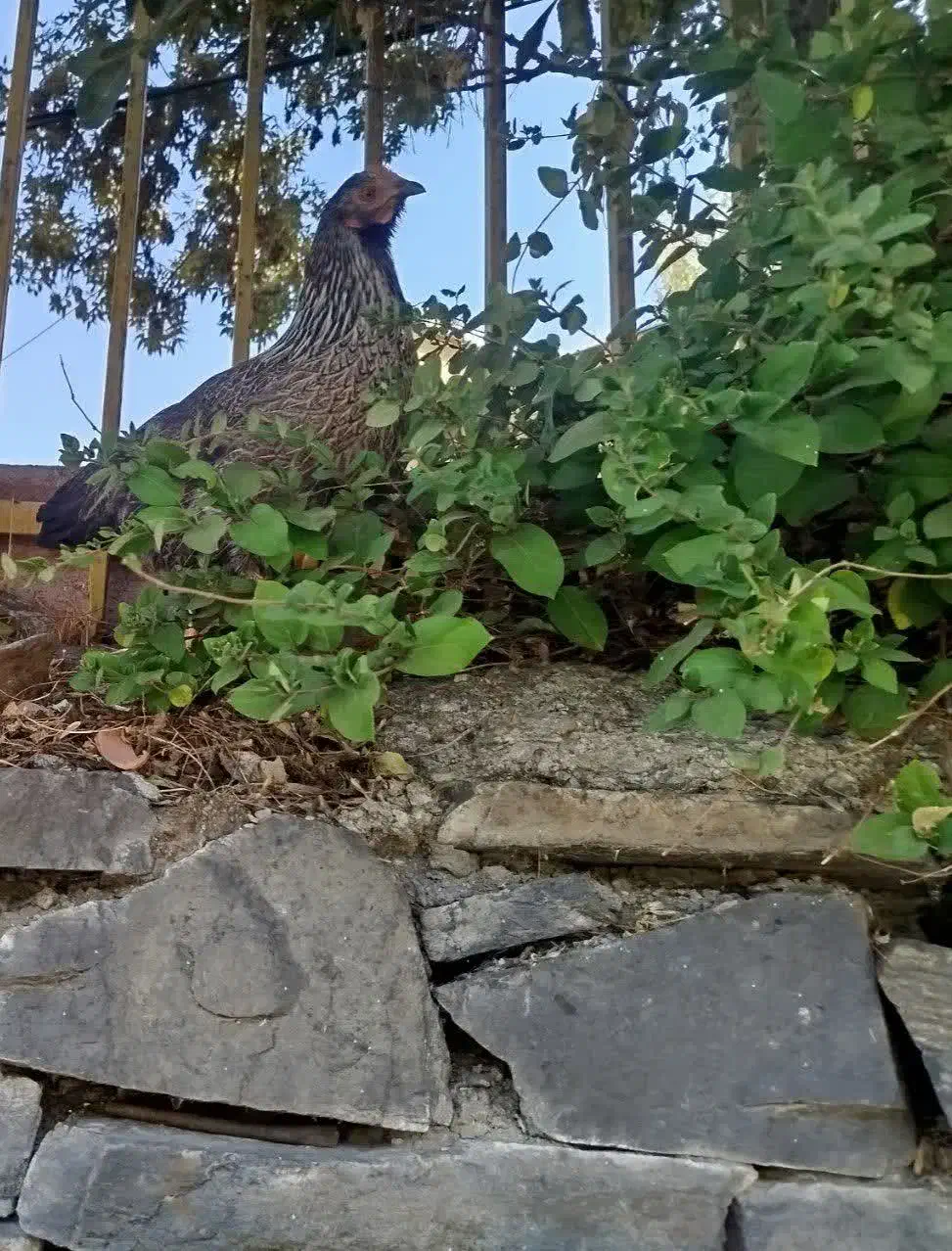 مرغ گمشده|حیوانات|همدان, |دیوار