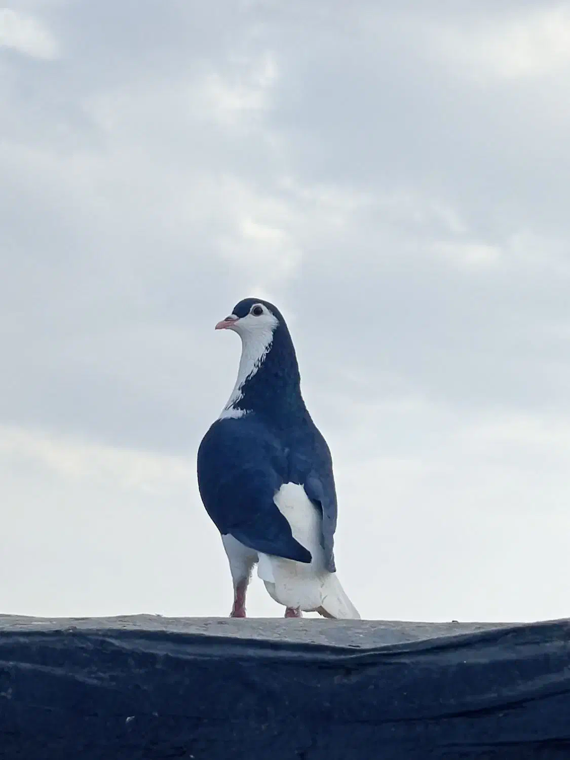 کفتر رنگه المانی|پرنده|مشهد, یاس|دیوار