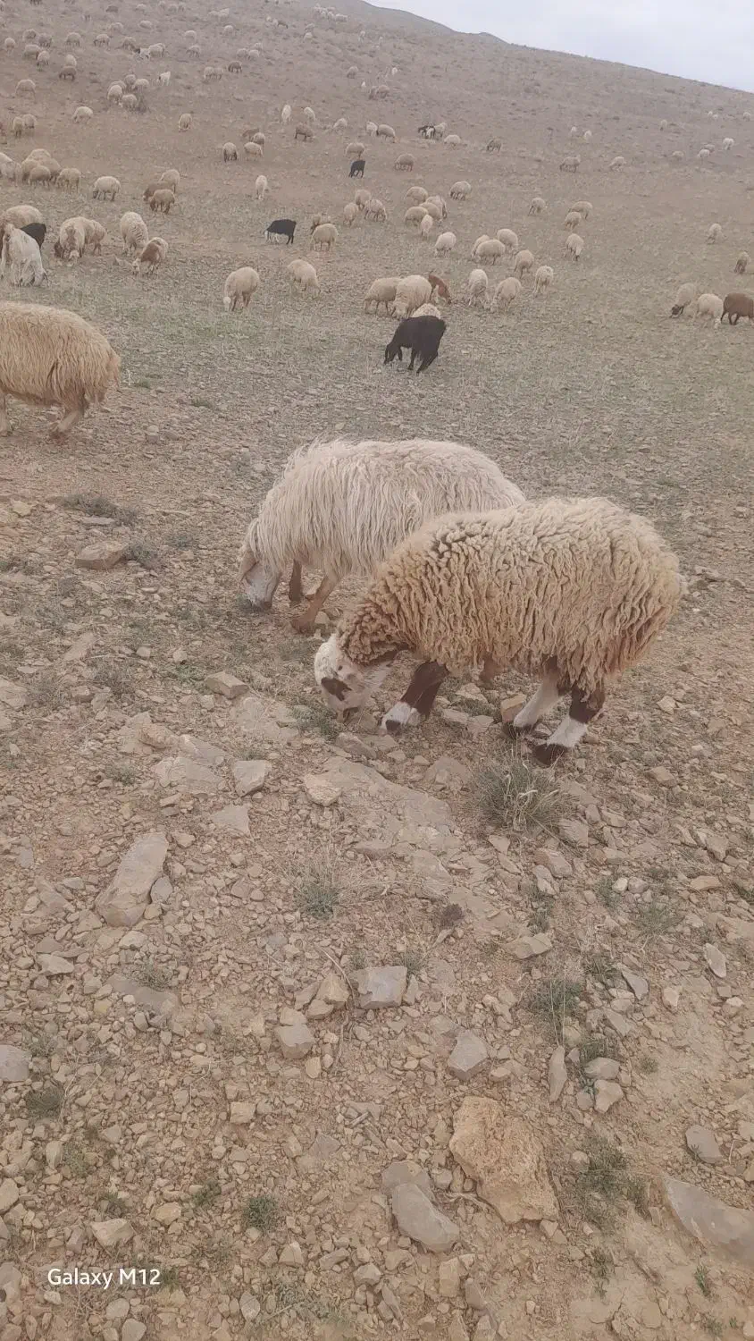 جو فروشی|عمده‌فروشی|شیروان (خراسان), |دیوار