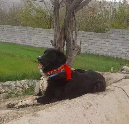 واگذاری ی قلاده توله لاس ی ساله همه چیز تموم|سگ|پیر بکران, |دیوار