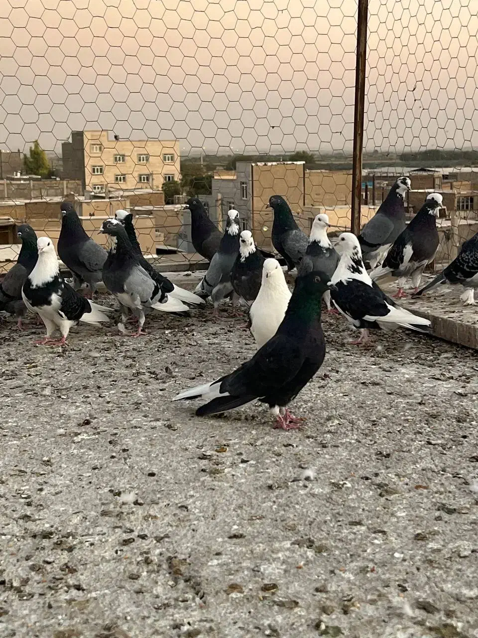 کبوتر یا کفتر|پرنده|ری, عباس‌آباد|دیوار