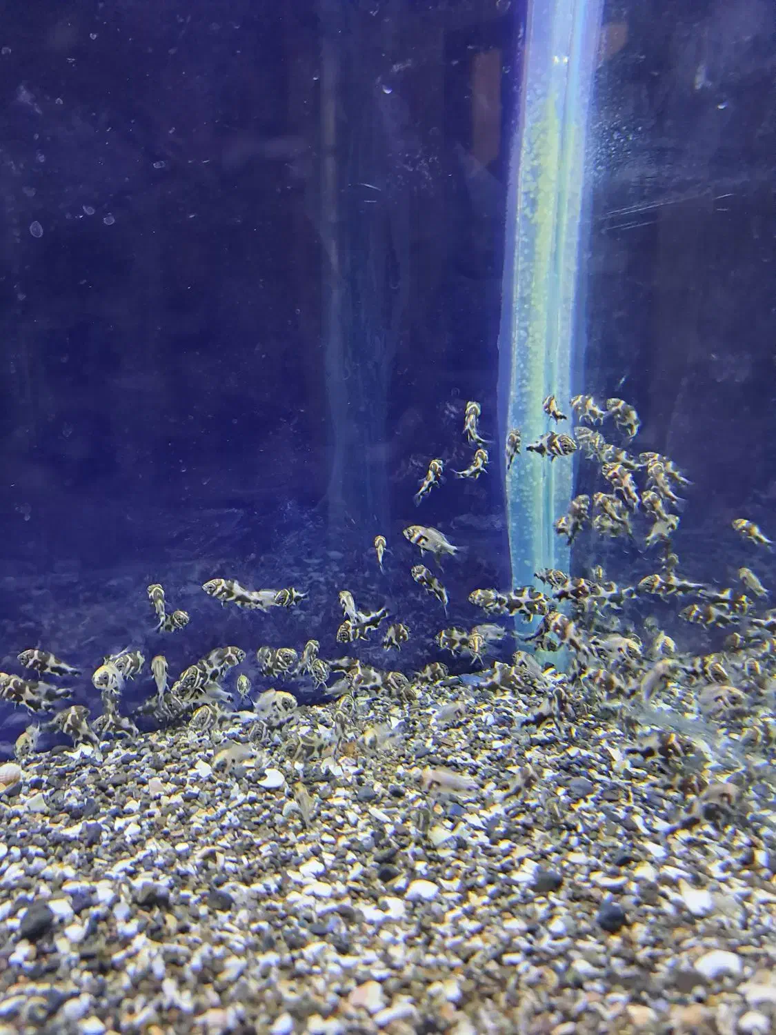 جوجه ماهی اسکار حدود صدتا|ماهی|دورود, |دیوار