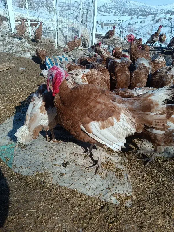 بوقلمون|حیوانات مزرعه|آرمرده, |دیوار