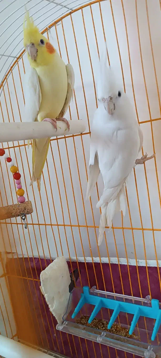 عروس هلندی جفت اماده|پرنده|کشکسرای, |دیوار