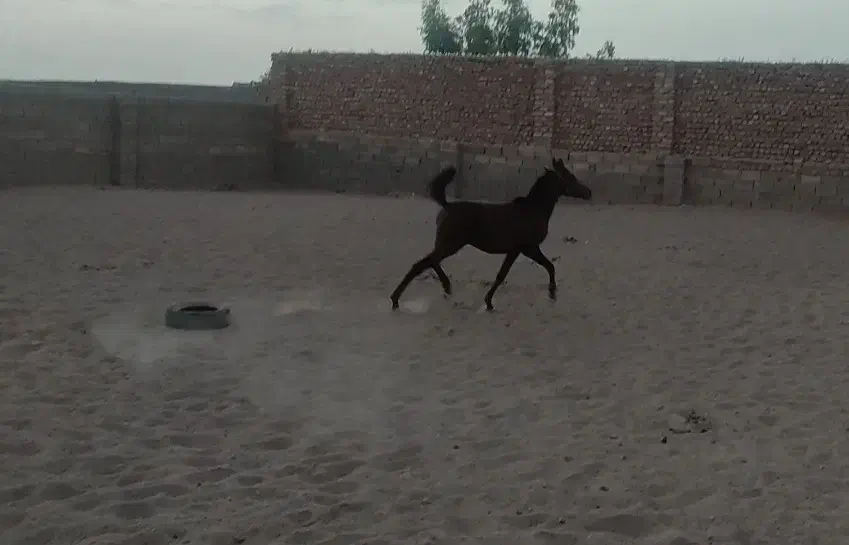 کره نریون|اسب و تجهیزات اسبسواری|رفسنجان, |دیوار