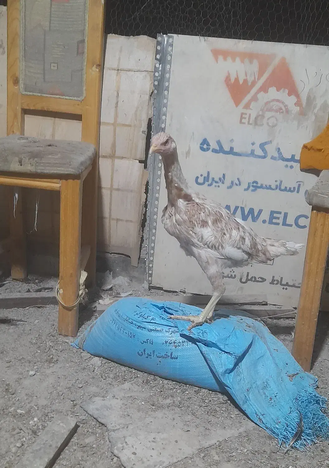 جوجه لاری مرغ لاری|حیوانات مزرعه|رباطکریم, شترخوار|دیوار