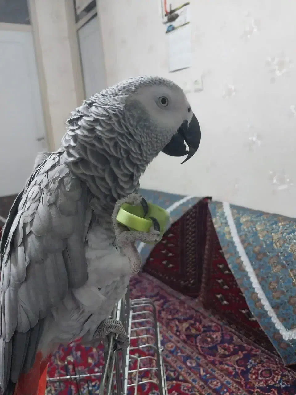 فروش کاسکو نابغه|پرنده|سمنان, |دیوار