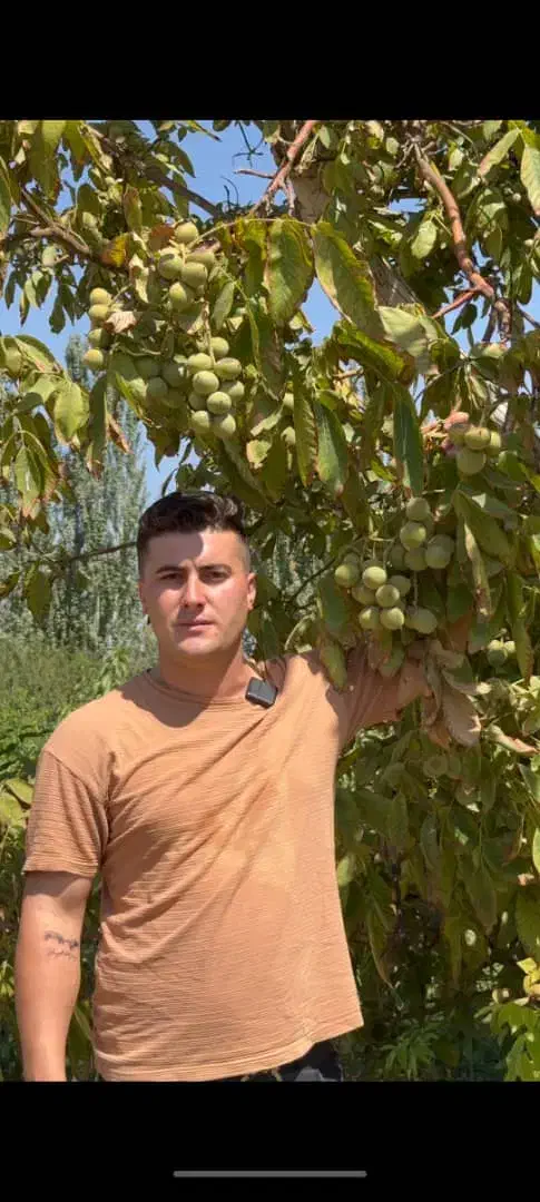 نهالستان غرب مهندس داداشی فروش انواع نهال گردومیوه|خدمات باغبانی و درختکاری|کرمانشاه, |دیوار