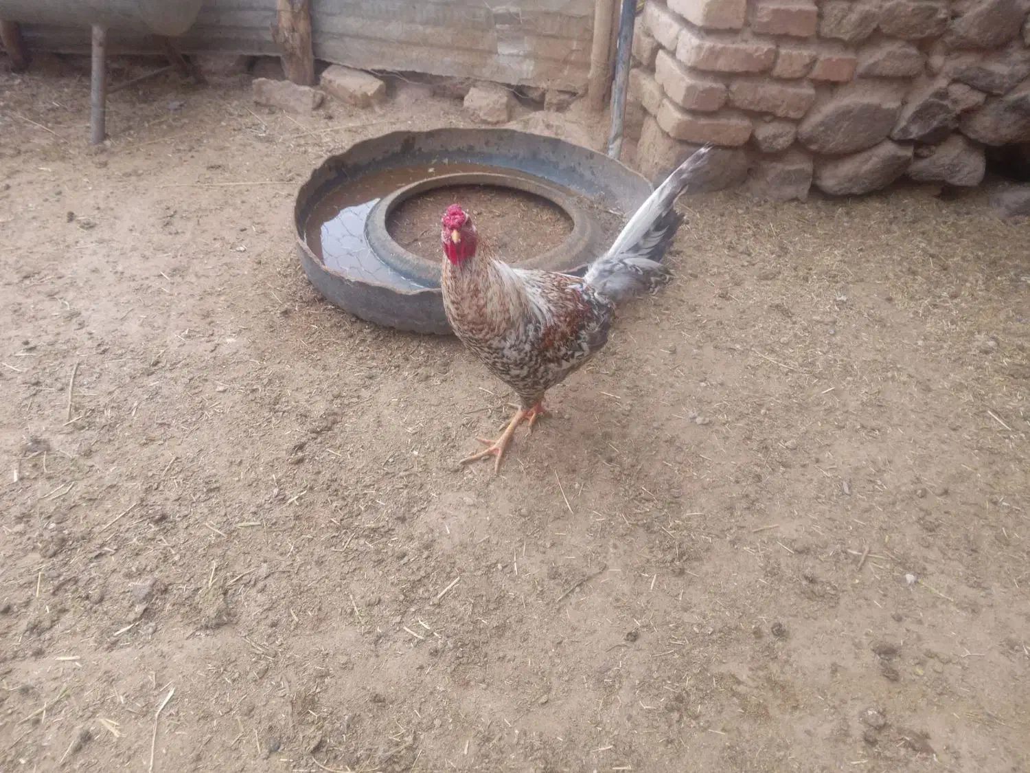 خروس محلی مفت|حیوانات مزرعه|سربیشه, |دیوار