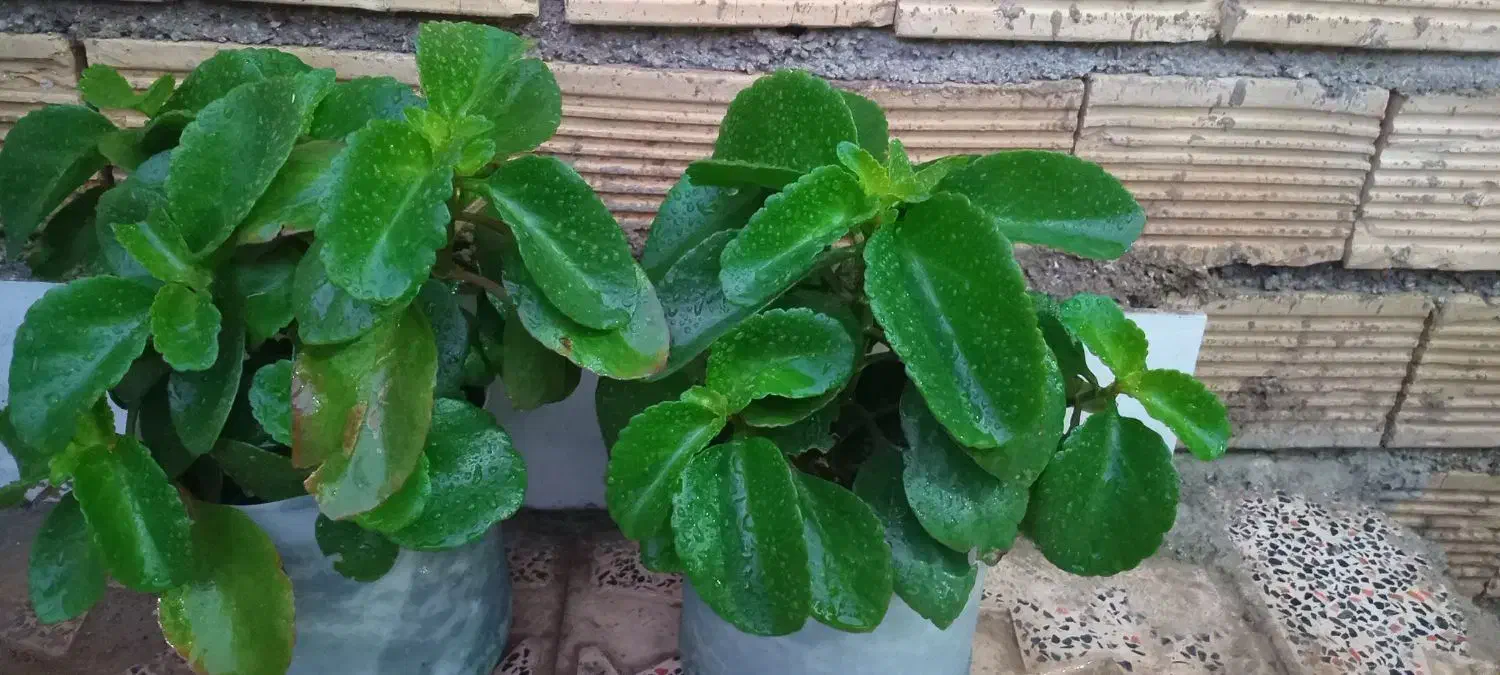 گل طعبی|گل و گیاه طبیعی|خرم‌آباد, |دیوار