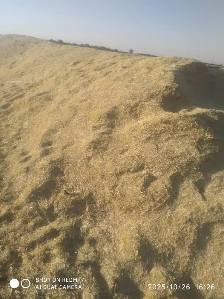 گاه دیم 30تن|لوازم جانبی حیوانات|کبودرآهنگ, |دیوار