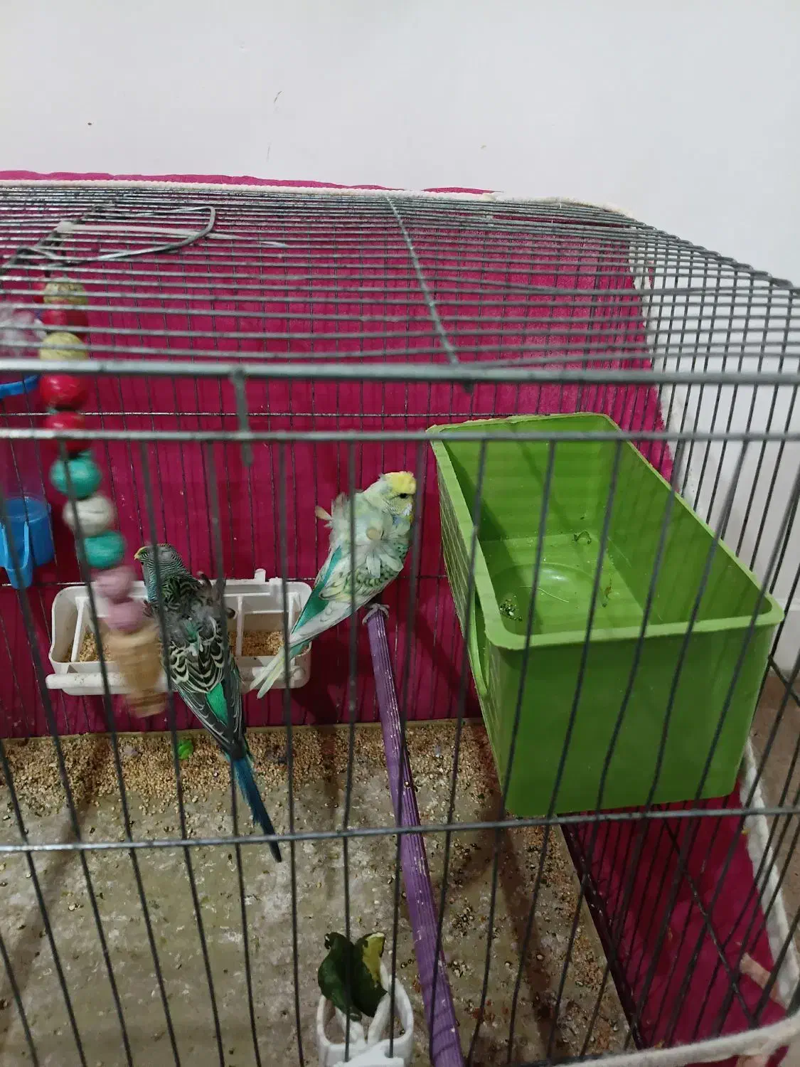 مرغ عشق پروانه ای معاوضه|پرنده|اهواز, سپیدار|دیوار