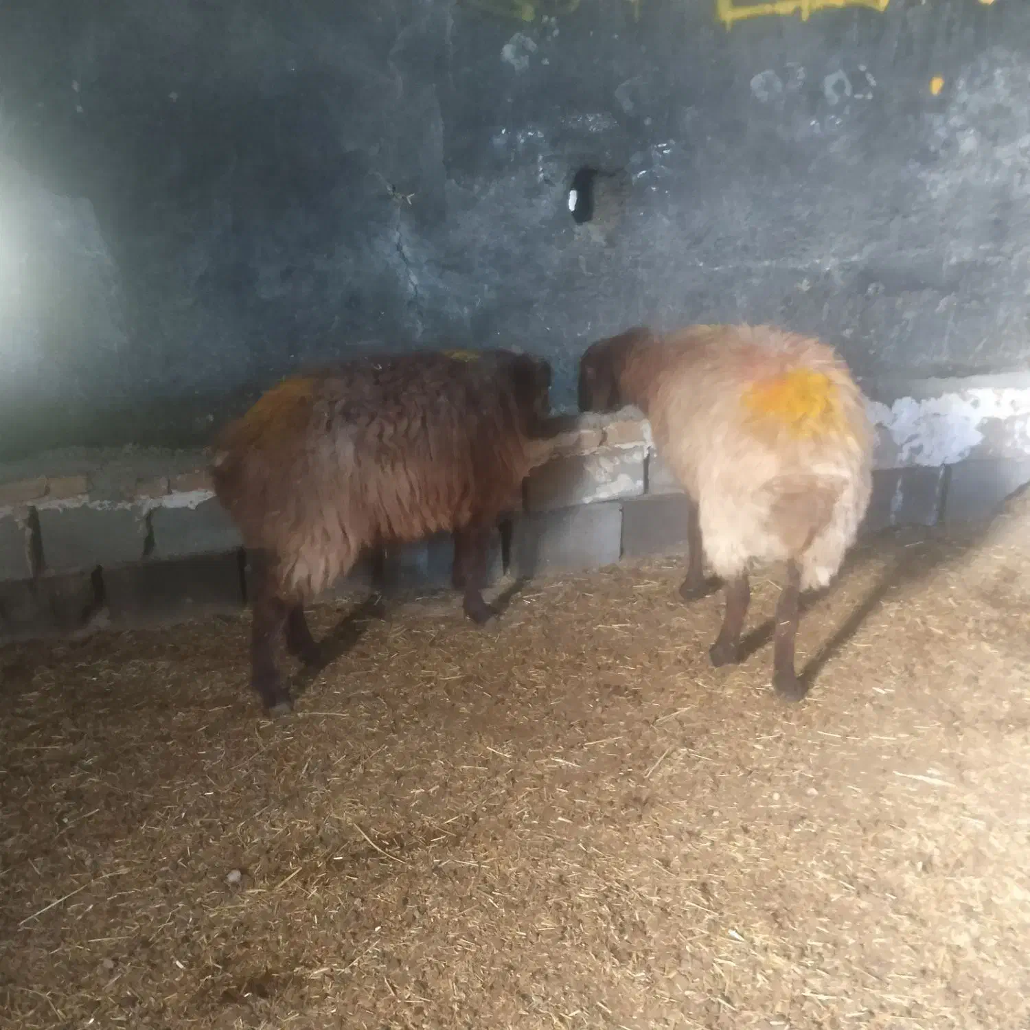 میش زاییده واوستن|حیوانات مزرعه|شیروان (خراسان), |دیوار