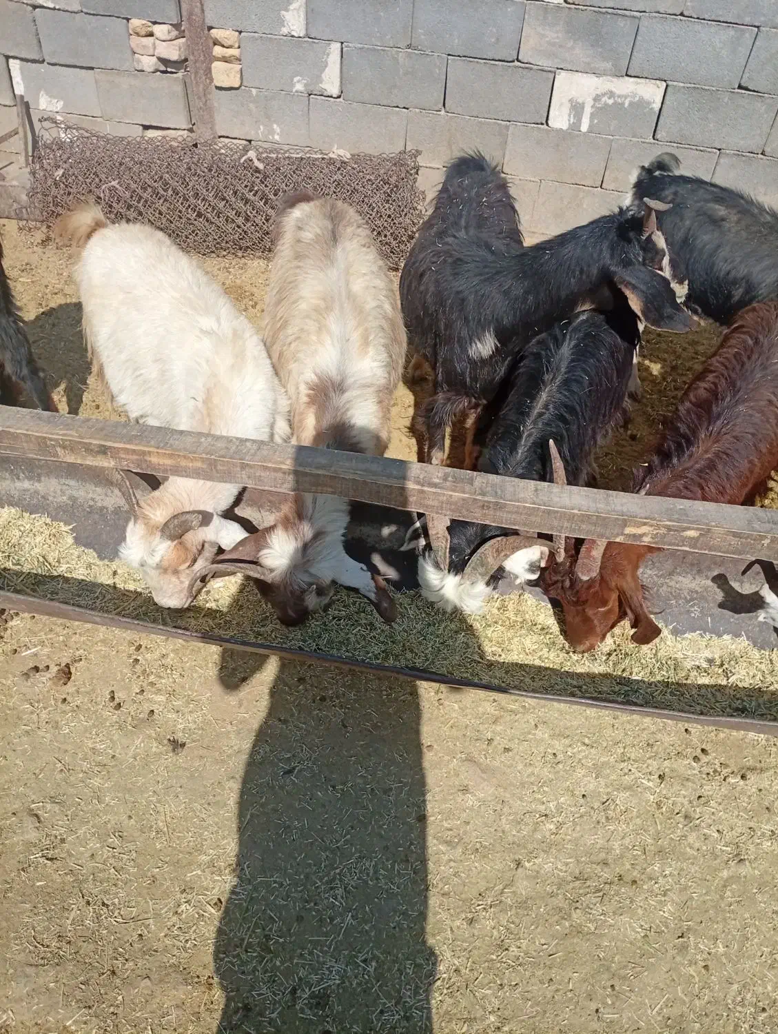 بز نیم گوشت|حیوانات مزرعه|مرودشت, ده بید|دیوار