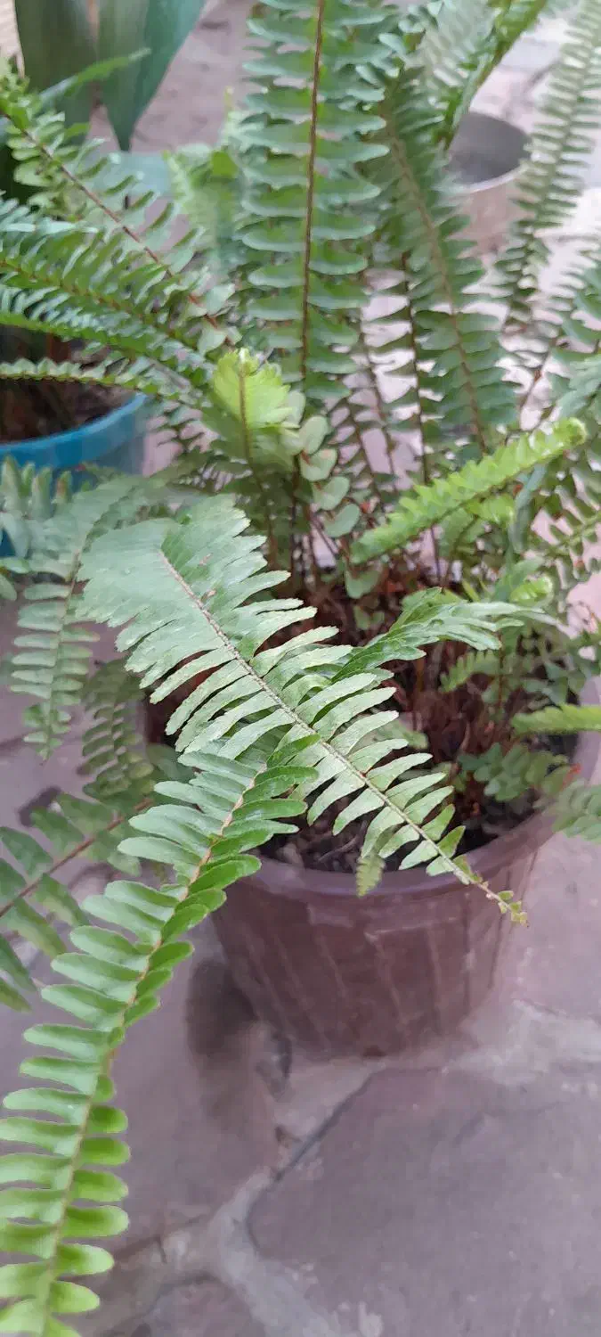 گلها وگیاهان فضای باز|گل و گیاه طبیعی|رویان, |دیوار