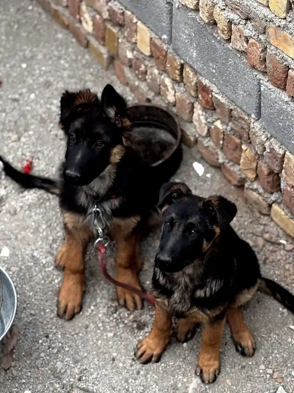 سگ ژرمن|سگ|اشتهارد, |دیوار