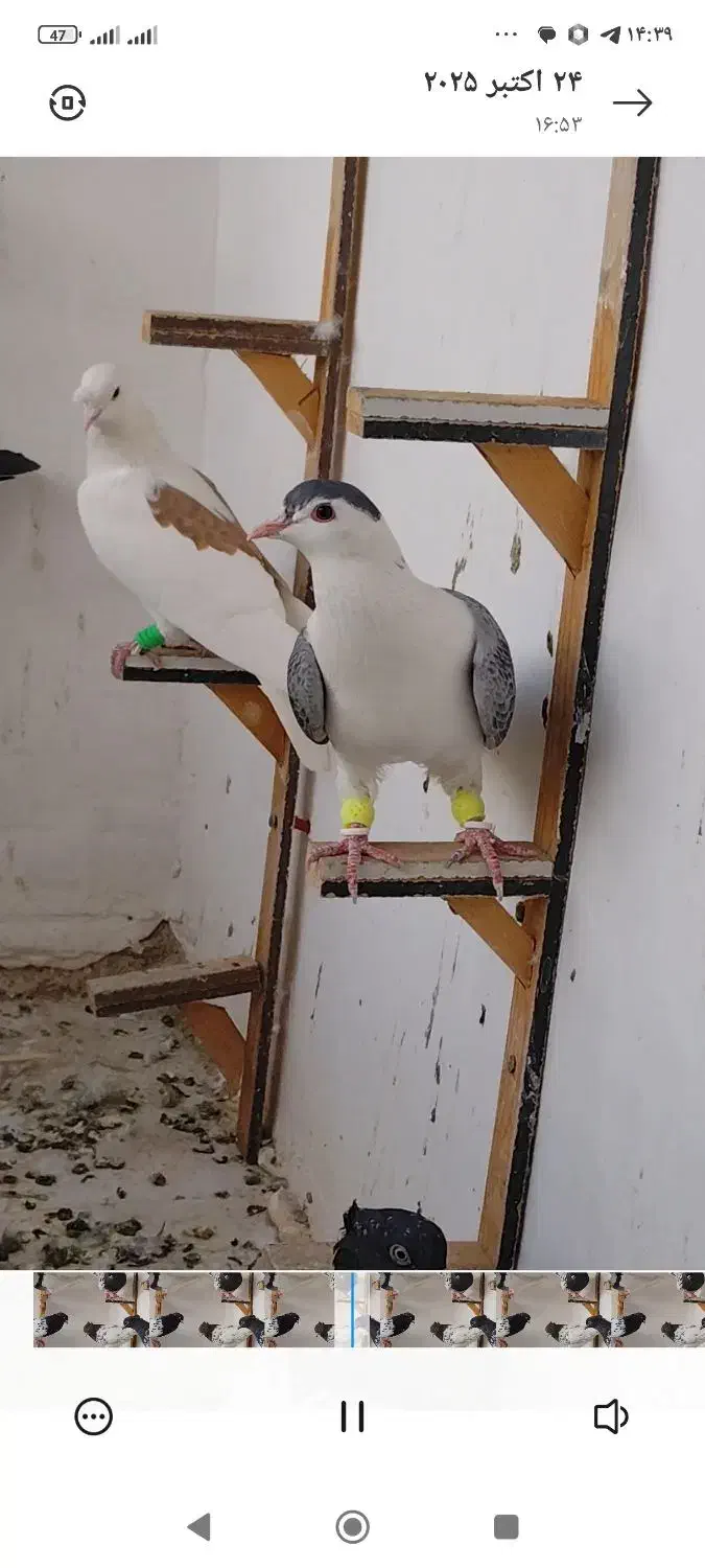 کفتر پرشی|پرنده|کاشمر, |دیوار