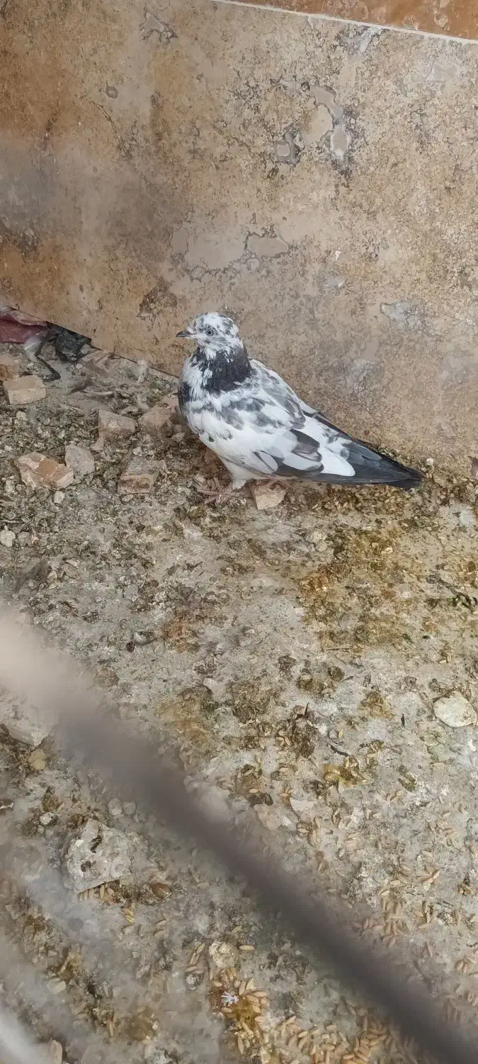 کفترهای پاکستانی|پرنده|تهران, جیحون|دیوار