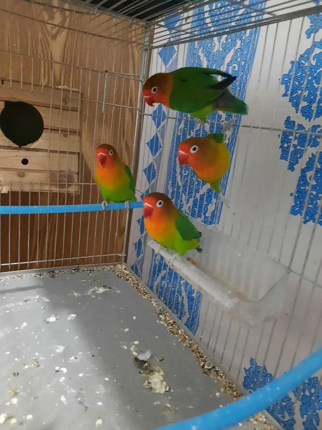 طوطی برزیلی جفت|پرنده|کرج, رجبآباد|دیوار