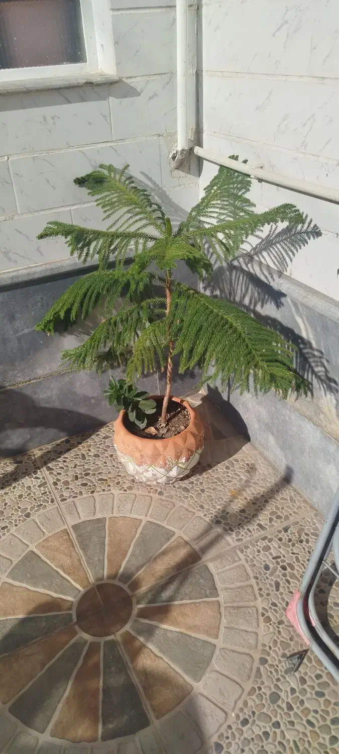 گل کاج مطبق|گل و گیاه طبیعی|مرند, |دیوار