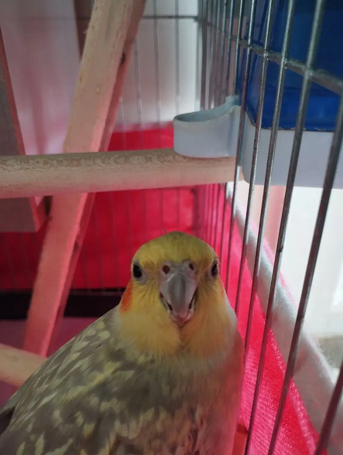 عروس هلندی سخنگو|پرنده|باغ بهادران, |دیوار