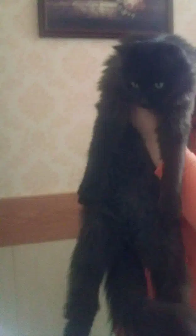 واگذاری فوری گربه پرشین بلکی|گربه|شاهینشهر, سعدی شمالی|دیوار