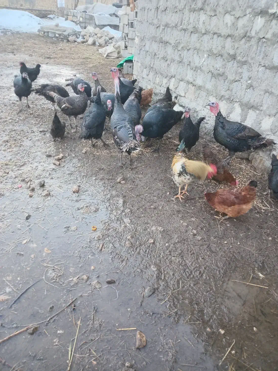 بوقلمون محلی|حیوانات مزرعه|سیلوانه, |دیوار