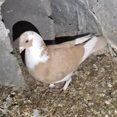 پلاکی|پرنده|شاهین‌شهر, شهرک ردانی پور|دیوار