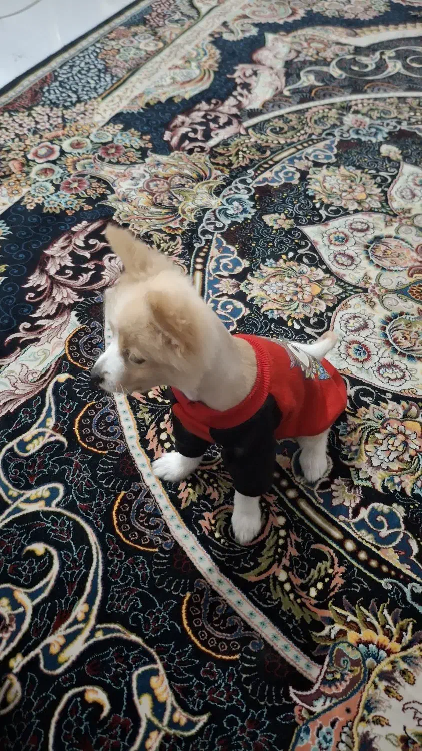 پامر روباهی|سگ|برخوار, |دیوار