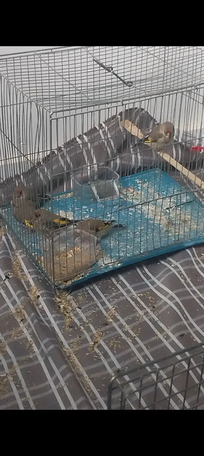 سهره کرمانی|پرنده|تاکستان, |دیوار