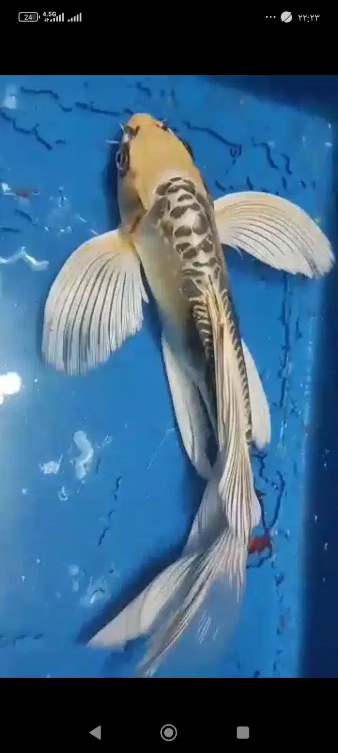 کوی سوپر باله|ماهی|تهران, مسعودیه|دیوار