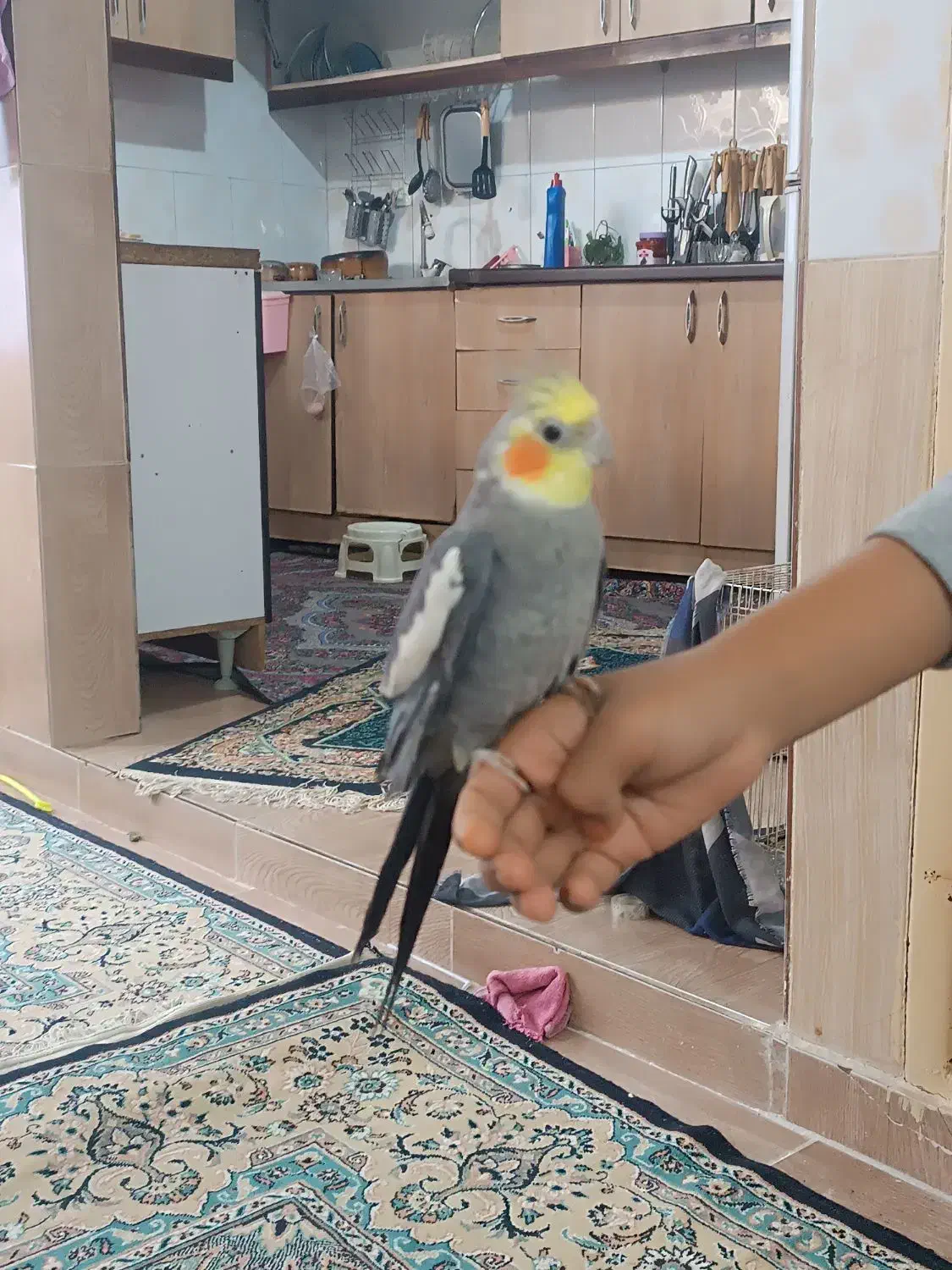 جفت عروس هلندی دستی|پرنده|مشهد, قائم|دیوار