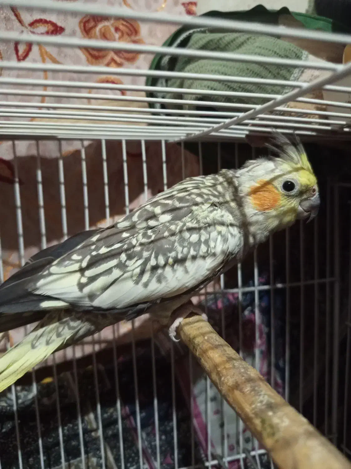 عروس هلندی یک جفت|پرنده|نگین شهر, |دیوار